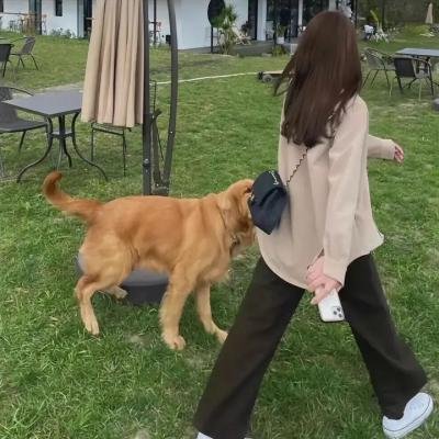 家有悍妇
